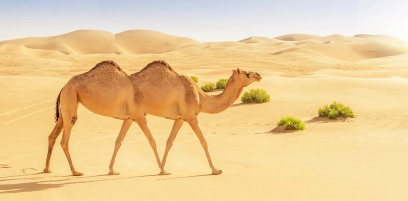 Two camels walking in a sandy desert landscape.