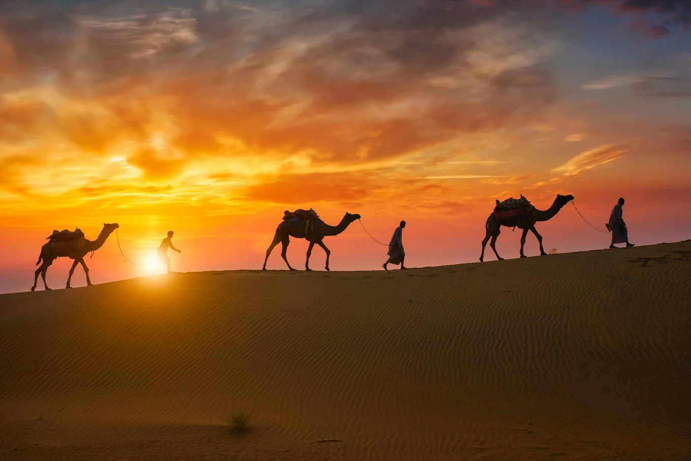 Three camels backlit by the sunset walking left to right, each led by a person.