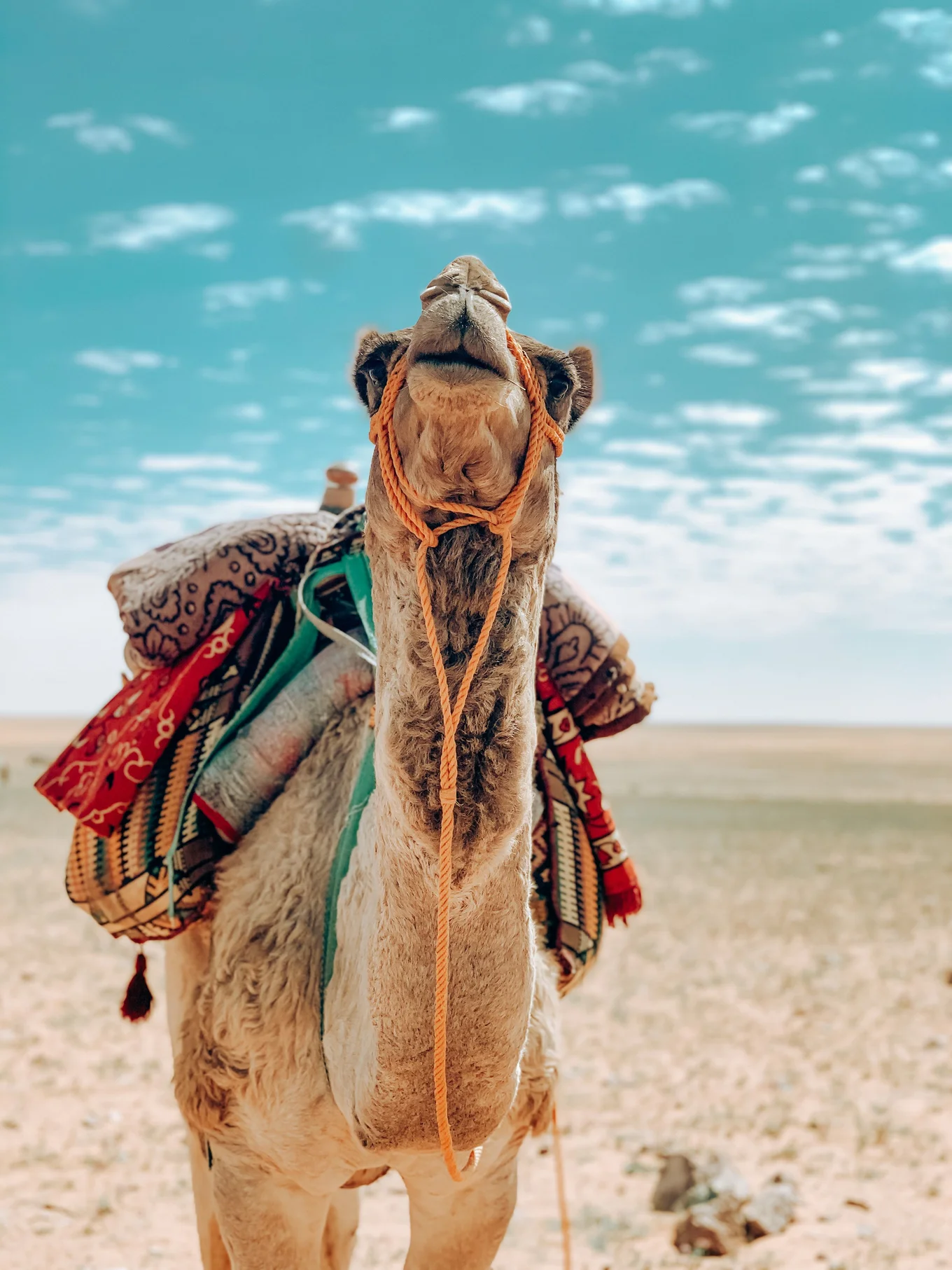 A camel with colorful fabric on its back in a desert.