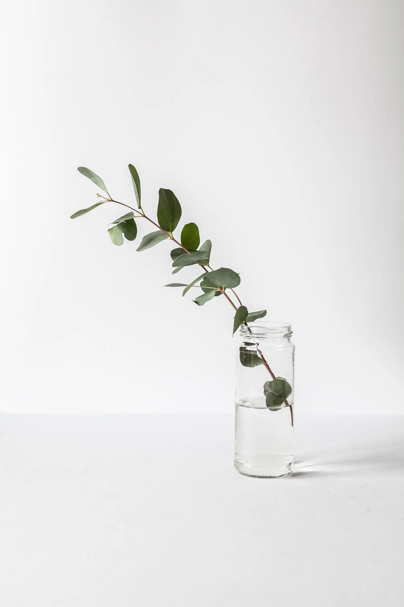 A leafy branch in a clear glass jar with water.