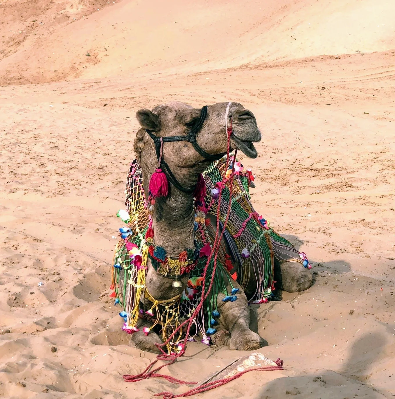 Camel sitting on sand, adorned with colorful textiles.