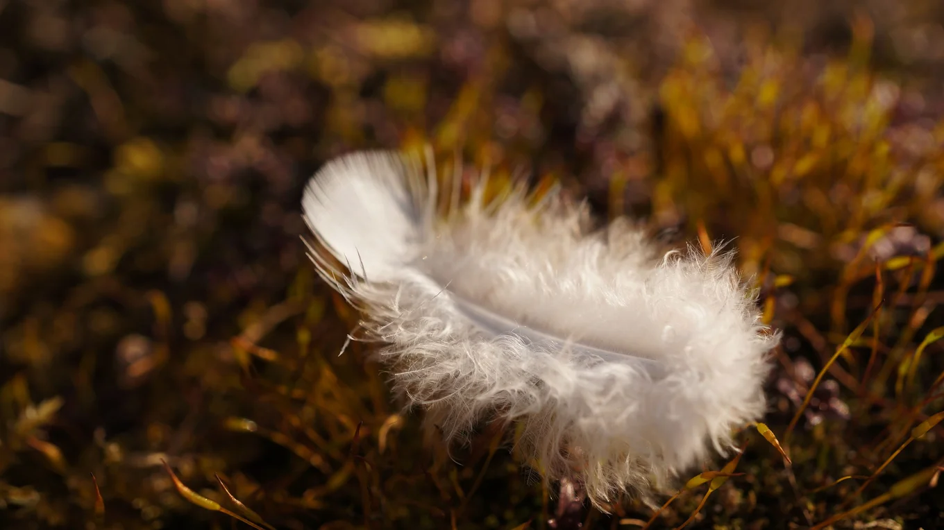 Close-up of a white feather on grass.