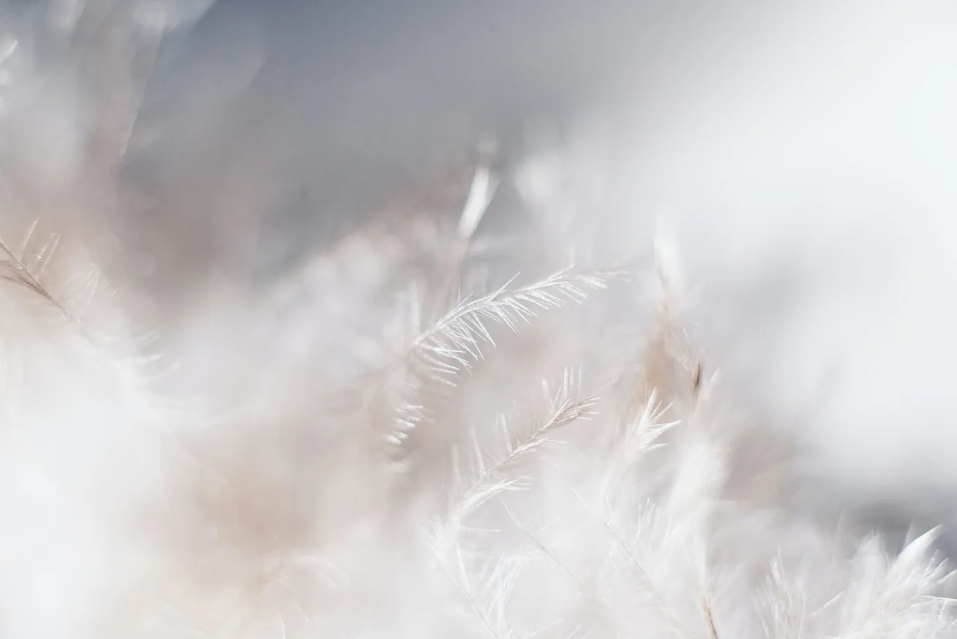 Soft, white feathers with blurred background.