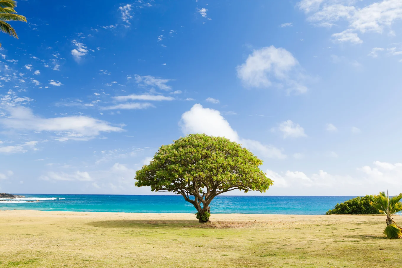 Tree on sandy beach, ocean, blue sky, few clouds.