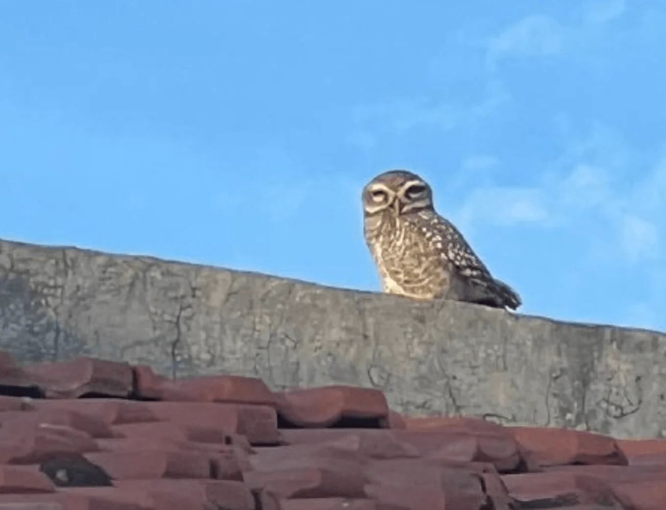 An owl we spotted