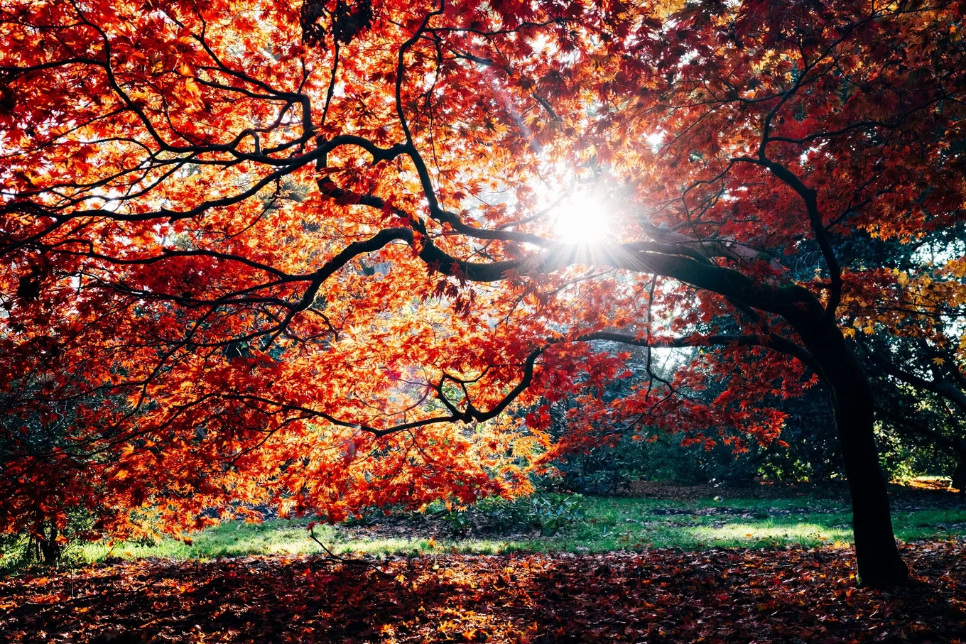 Tree with bright red leaves and sunlight shining.